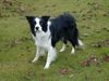 Border Collie Foto: Angel of Joy the dog by my side (ID 17894) Border Collie Hund