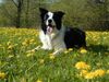 Border Collie Foto: Joy mit 1 Jahr (ID 11639) Border Collie Hund