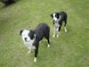 Border Collie Foto: Zwei Wasserratten (ID 16095) Border Collie Hund