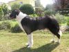 Border Collie Foto: Meine Border Collie - Landseer Mix Hündin AKIRA (ID 15902) Border Collie Hund