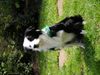 Border Collie Foto: unser Kimba (ID 21629) Border Collie Hund