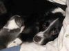 Border Collie Foto: Brave Mama Nell (ID 6577) Border Collie Hund