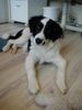 Border Collie Foto: Joker der Kindskopf (ID 3677) Border Collie Hund
