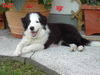 Border Collie Foto: Canyonland Circle of Life (ID 25117) Border Collie Hund