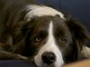 Border Collie Foto: Du fehlst mir so und ich werd dich nie vergessen! (ID 20860) Border Collie Hund