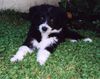 Border Collie Foto (ID 1365) Border Collie Hund