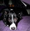 Border Collie Foto: Border-Mix Paula (ID 13809) Border Collie Hund