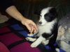 Border Collie Foto: Unser neuer Mitbewohner (ID 20036) Border Collie Hund