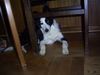 Border Collie Foto: Das ist Sue heute (ID 23902) Border Collie Hund