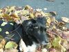 Border Collie Foto: Huch was war denn da?? (ID 16401) Border Collie Hund