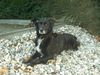 Border Collie Foto: Bin ich nicht schön??? (ID 16292) Border Collie Hund