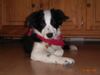 Border Collie Foto: Babou (5 Monate) (ID 17301) Border Collie Hund