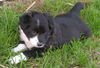 Border Collie Foto: Der Neue (Ranger) (ID 21535) Border Collie Hund