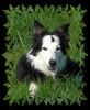 Border Collie Foto: Kira....white face tri color (ID 38344) Border Collie Hund