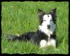 Border Collie Foto: Kira...immer aufgeweckt und neugierig! (ID 38318) Border Collie Hund