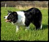 Border Collie Foto: Jinda (ID 38328) Border Collie Hund