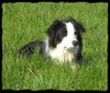Border Collie Foto: Jack (ID 38330) Border Collie Hund