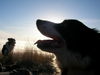 Border Collie Foto: Gioca & Filou (ID 31975) Border Collie Hund