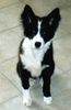 Border Collie Foto: Seven of eight (ID 19150) Border Collie Hund