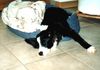 Border Collie Foto: Seven of eight (ID 19152) Border Collie Hund