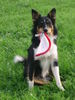 Border Collie Foto: alle mal hersehen was ich tolles hab!!!!!! (ID 38250) Border Collie Hund