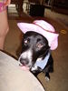 Border Collie Foto: Meine Liebling Ronja; Sie ist 14Monate alt. (ID 30417) Border Collie Hund