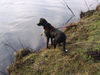 Border Collie Foto: Mit meiner Ronja beim Sonntagsspaziergang (ID 30457) Border Collie Hund