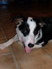 Border Collie Foto: Sammy mit 8 Monaten (ID 34357) Border Collie Hund