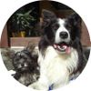 Border Collie Foto: Kira und Sancho (ID 36905) Border Collie Hund