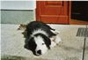Border Collie Foto: Müde nach dem Baden... (ID 25054) Border Collie Hund