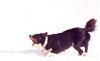 Border Collie Foto: Jackie Chan der KillerBorder ;) (ID 19840) Border Collie Hund