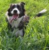 Border Collie Foto: ich bin die lara (ID 14601) Border Collie Hund