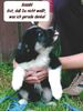 Border Collie Foto: Ein unverhoffterter Schnappschuss (ID 14810) Border Collie Hund