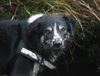 Border Collie Foto: ein Moorbad in Schottland (ID 27379) Border Collie Hund