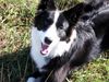 Border Collie Foto: Seven 9 Monate (ID 16122) Border Collie Hund