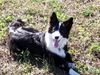 Border Collie Foto: Seven 9 Monate (ID 16123) Border Collie Hund