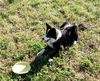 Border Collie Foto: Seven 9 Monate (ID 16124) Border Collie Hund