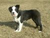 Border Collie Foto: Shoreland's Keep on Running (ID 9661) Border Collie Hund