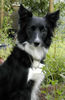 Border Collie Foto: Border Collie Skippy (ID 29948) Border Collie Hund