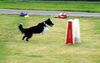 Border Collie Foto: Border Collie Skippy (ID 29949) Border Collie Hund