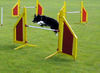 Border Collie Foto: Border Collie Skippy (ID 29950) Border Collie Hund
