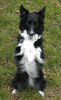 Border Collie Foto: Border Collie Skippy (ID 29951) Border Collie Hund