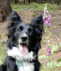 Border Collie Foto: Border Collie Skippy (ID 29952) Border Collie Hund