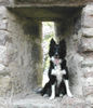 Border Collie Foto: Border Collie Skippy (ID 29953) Border Collie Hund