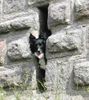 Border Collie Foto: Border Collie Skippy (ID 29954) Border Collie Hund