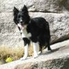 Border Collie Foto: Border Collie Skippy (ID 29955) Border Collie Hund