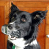 Border Collie Foto: Border Collie Skippy (ID 29956) Border Collie Hund