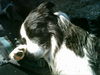 Border Collie Foto: Sanchos Strandurlaub....Siesta (ID 27902) Border Collie Hund