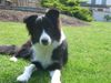 Border Collie Foto: nochmal Tomsohn Spookie (ID 22989) Border Collie Hund