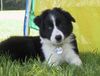 Border Collie Foto: Timber, 12 Wochen alt (ID 14545) Border Collie Hund